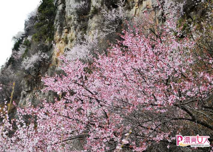  安阳周边赏花好去处 安阳赏花境内最美的地方