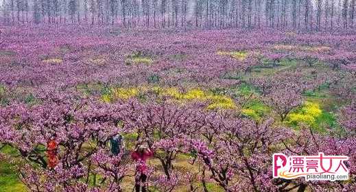  安阳周边赏花好去处 安阳赏花境内最美的地方