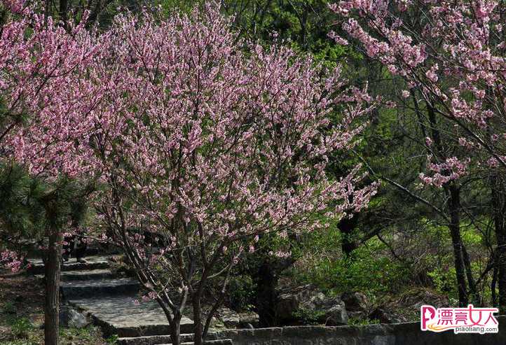  安阳周边赏花好去处 安阳赏花境内最美的地方