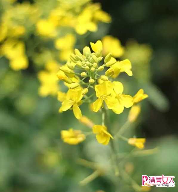  广州赏花最佳时间和景点分布