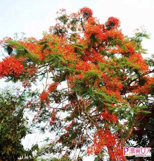  广州赏花最佳时间和景点分布