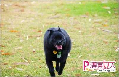  舒柏奇犬如有呕吐和下痢的情况怎么办