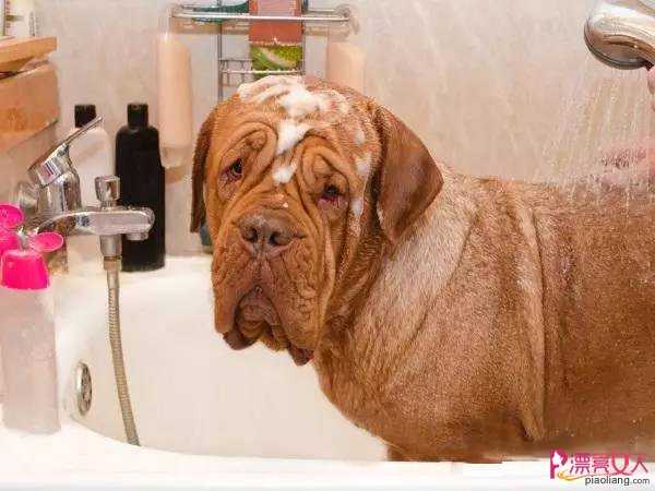  帮狗狗洗澡时的七大误区 爱狗人士赶紧学起来!